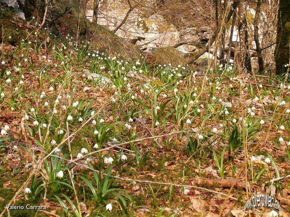 13' Splendido manto bianco.jpg